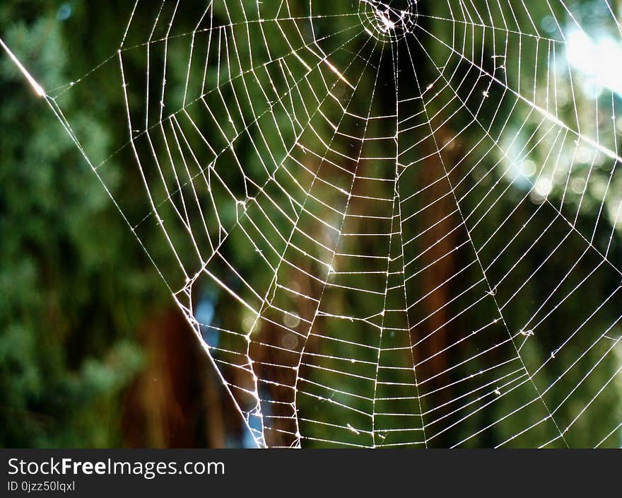 Spider Web, Vegetation, Invertebrate, Water