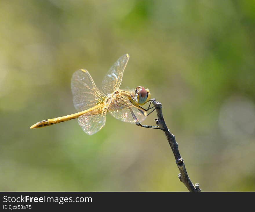 Dragonfly, Insect, Dragonflies And Damseflies, Invertebrate