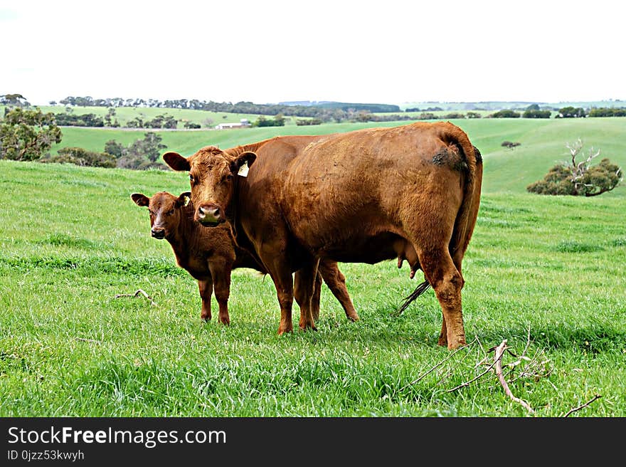 Cattle Like Mammal, Grassland, Pasture, Grazing