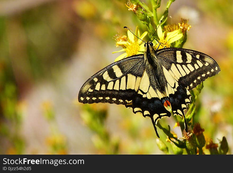 Butterfly, Moths And Butterflies, Insect, Brush Footed Butterfly