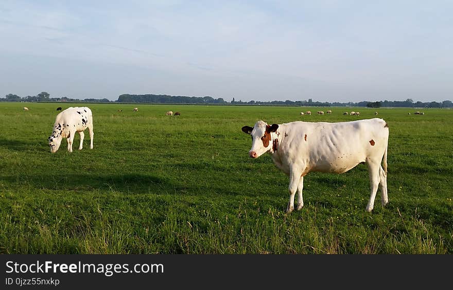 Grassland, Cattle Like Mammal, Pasture, Grazing