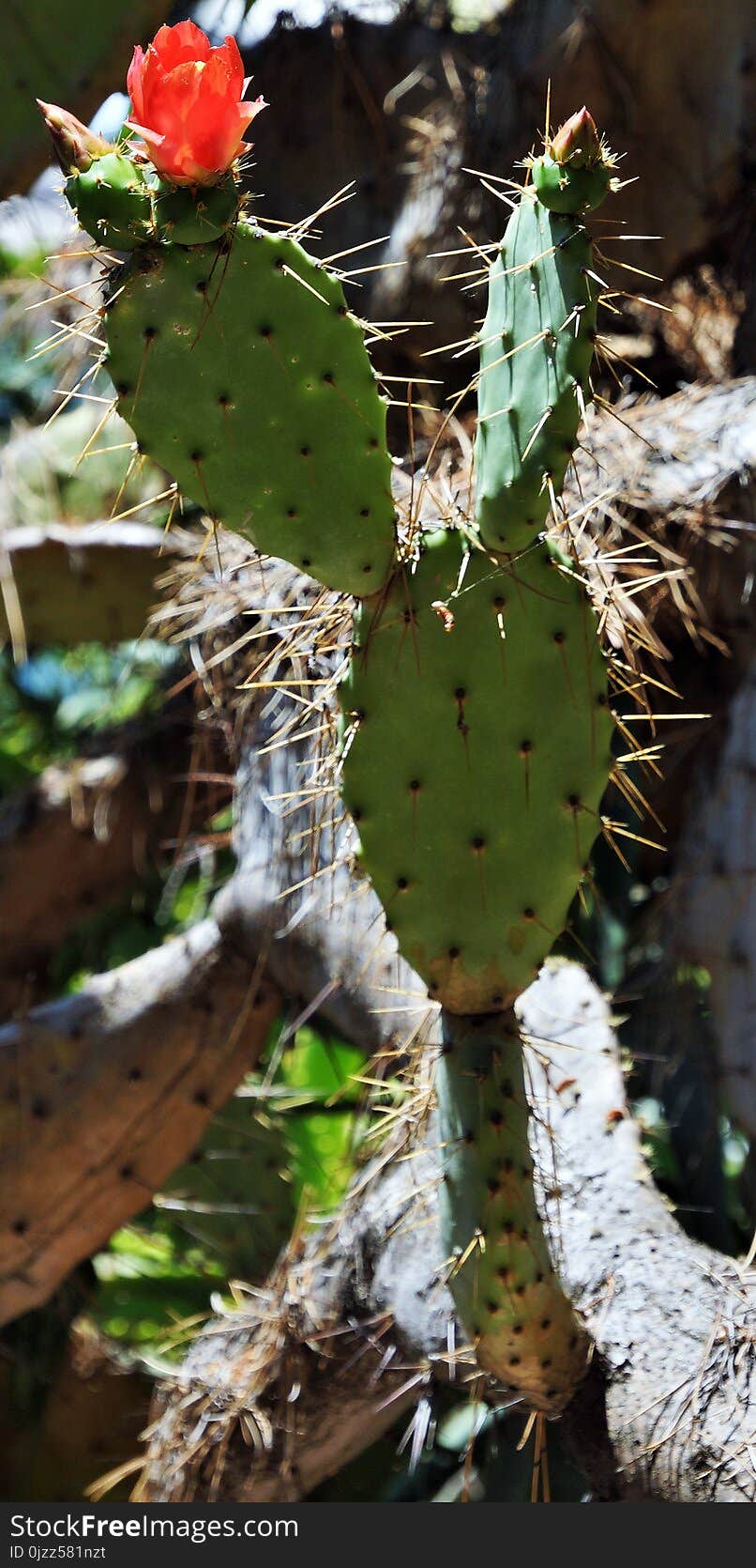 Plant, Cactus, Flowering Plant, Eastern Prickly Pear