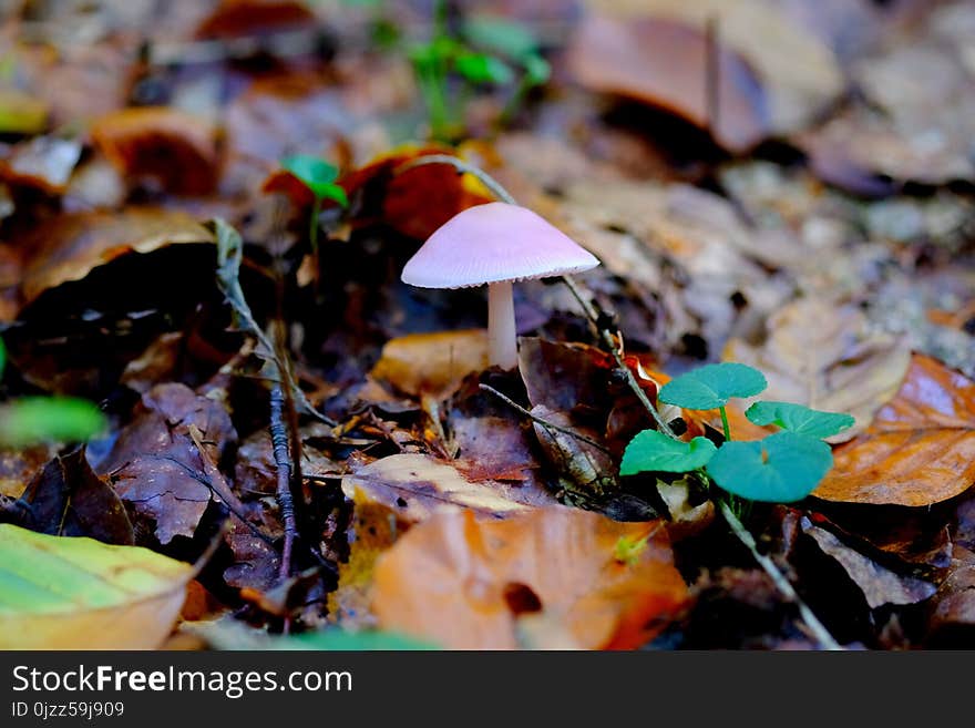 Leaf, Flora, Plant, Fungus