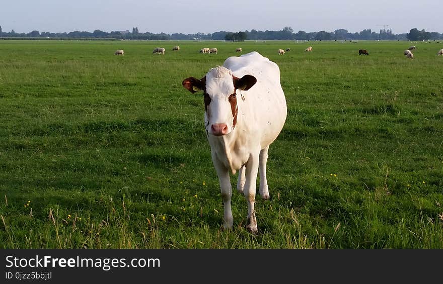 Cattle Like Mammal, Grassland, Pasture, Grazing