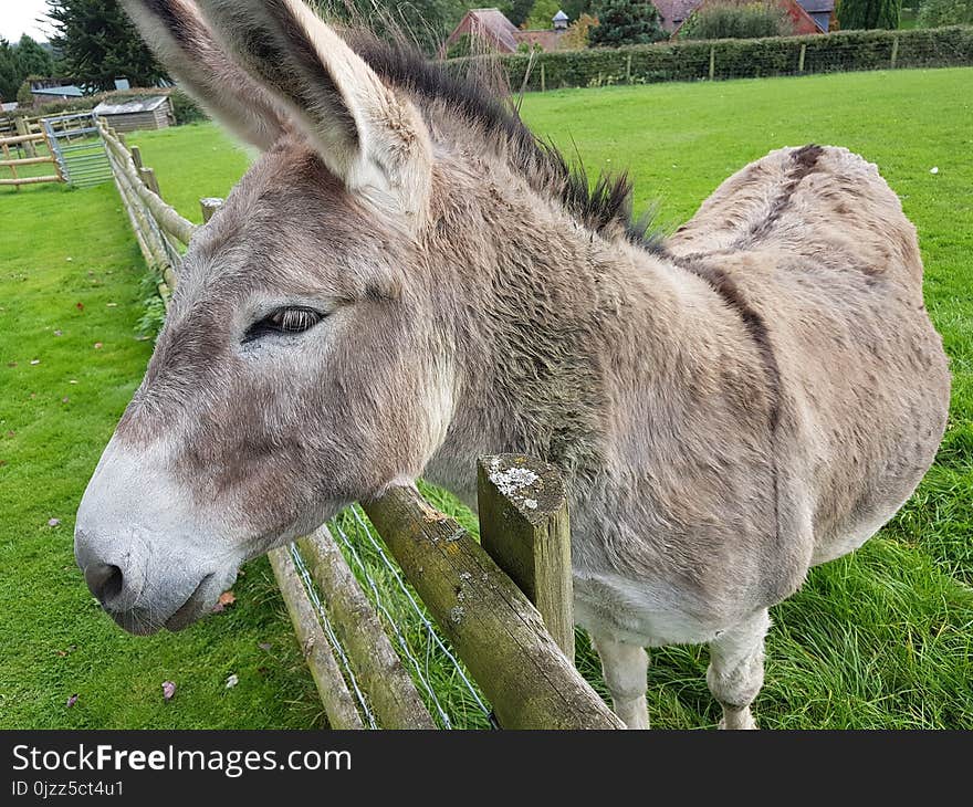 Donkey, Fauna, Horse Like Mammal, Grass