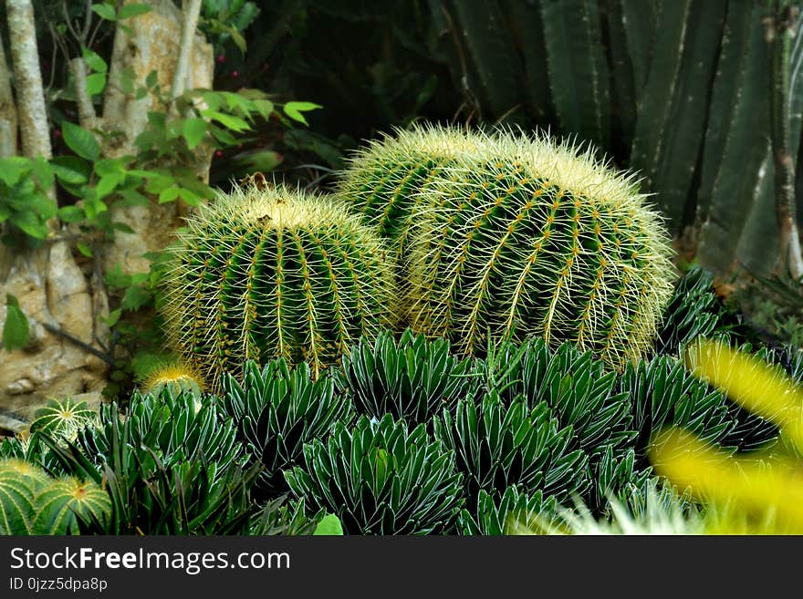 Vegetation, Plant, Cactus, Flora