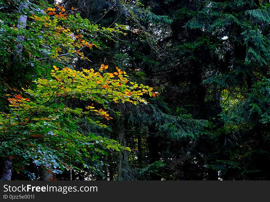 Vegetation, Nature, Leaf, Ecosystem