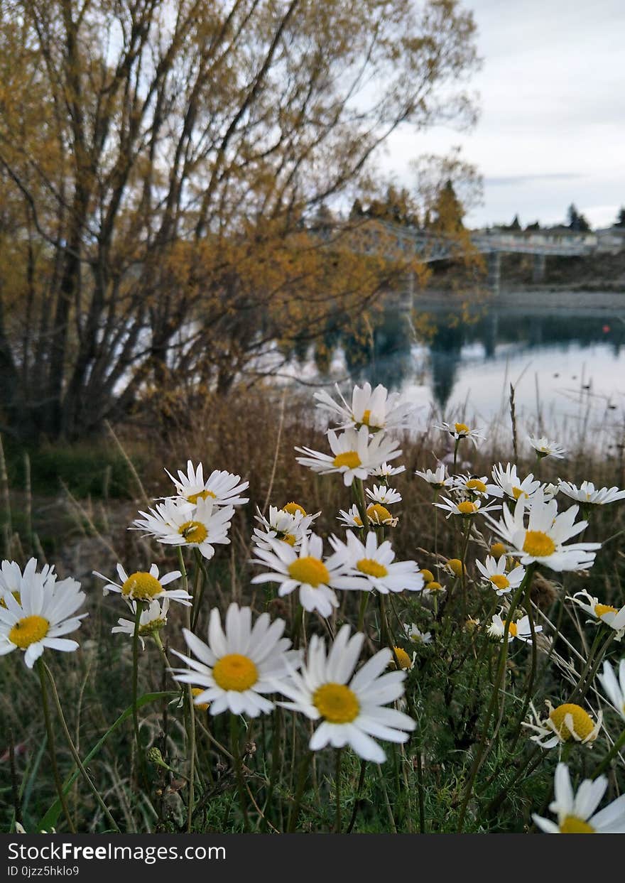 Flower, Plant, Flora, Wildflower