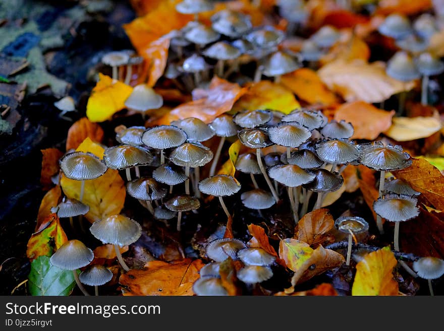 Fungus, Autumn, Mushroom, Edible Mushroom