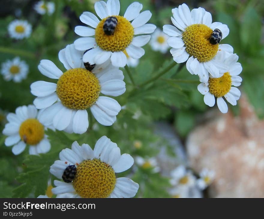 Flower, Chamaemelum Nobile, Tanacetum Parthenium, Oxeye Daisy