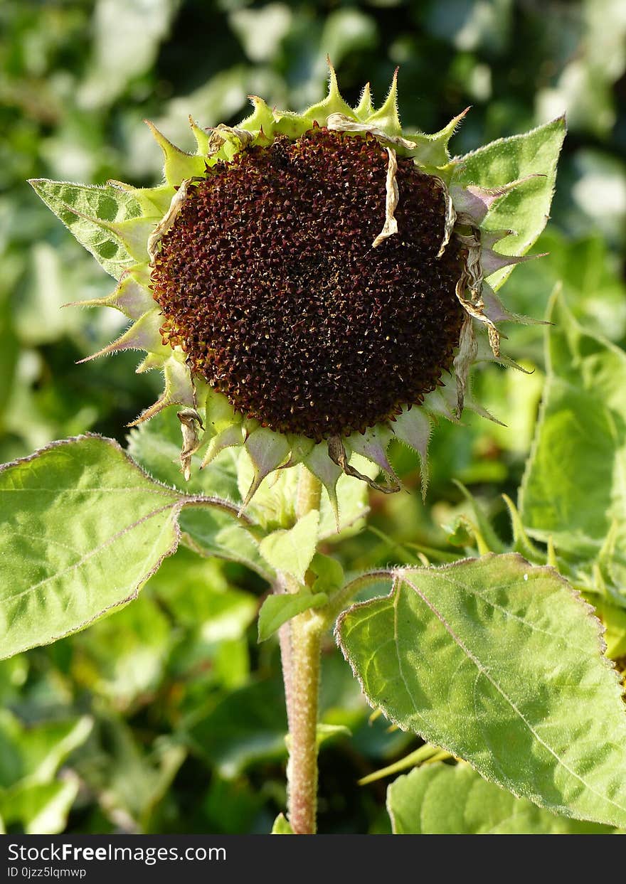 Flower, Plant, Flora, Sunflower Seed