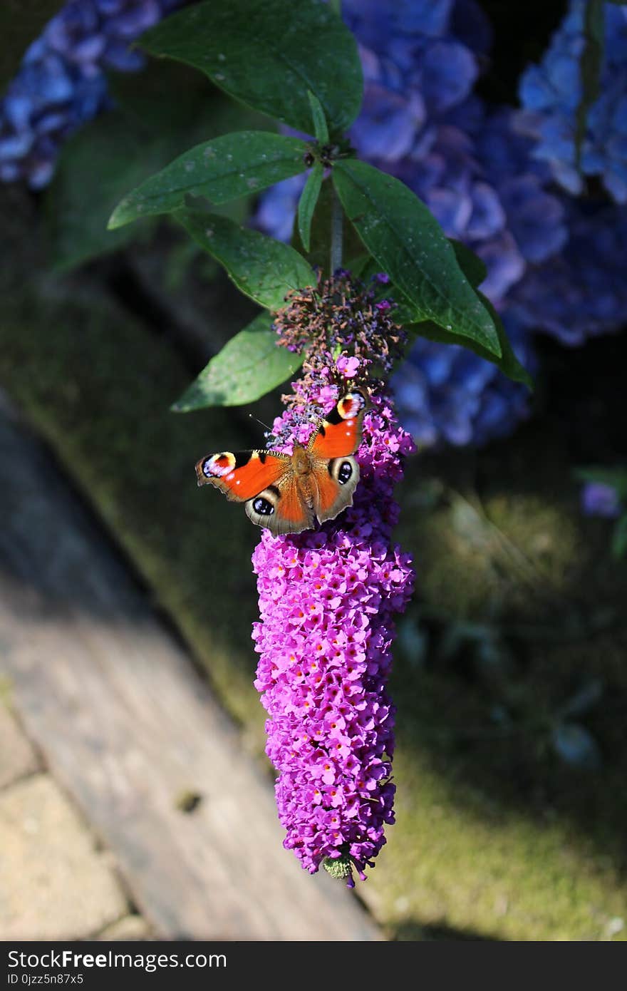 Insect, Butterfly, Moths And Butterflies, Lilac