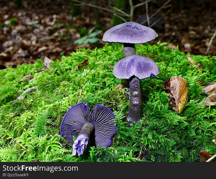 Fungus, Mushroom, Flora, Edible Mushroom