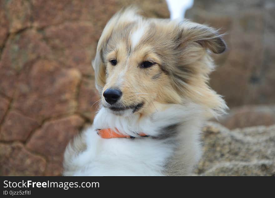 Dog, Dog Breed, Rough Collie, Scotch Collie