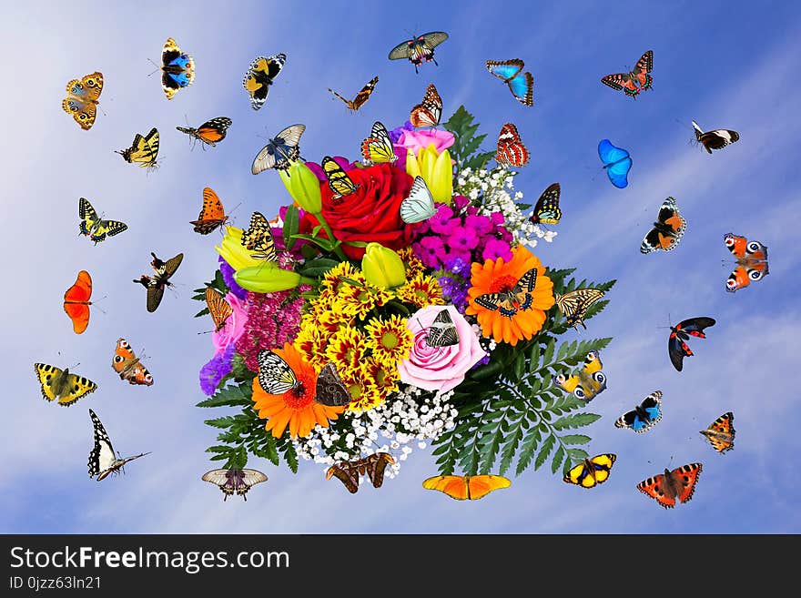 Flower, Butterfly, Moths And Butterflies, Insect