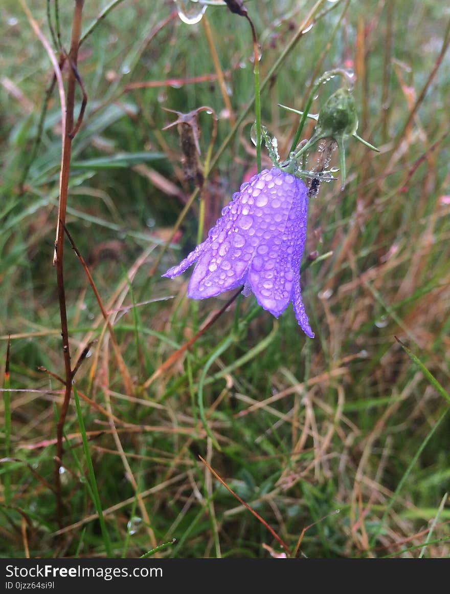 Plant, Flora, Flower, Flowering Plant