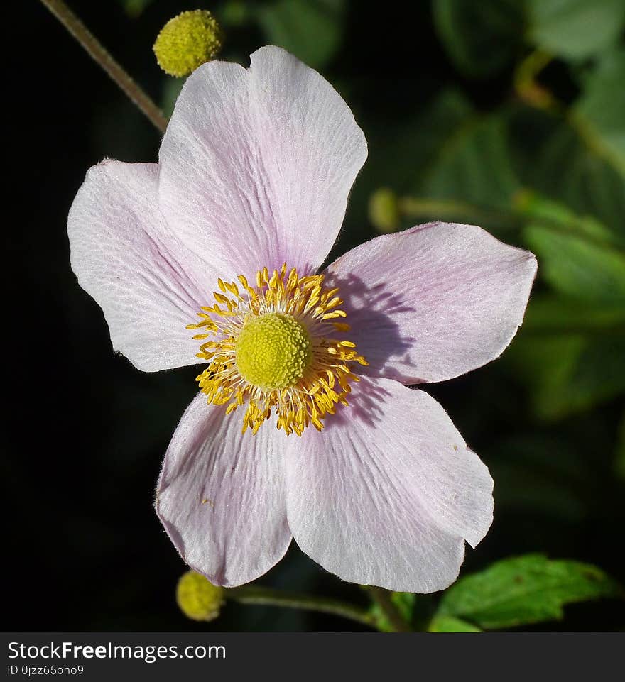 Flower, Flowering Plant, Flora, Anemone