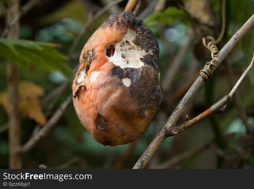 Fungus, Mushroom, Branch, Medicinal Mushroom