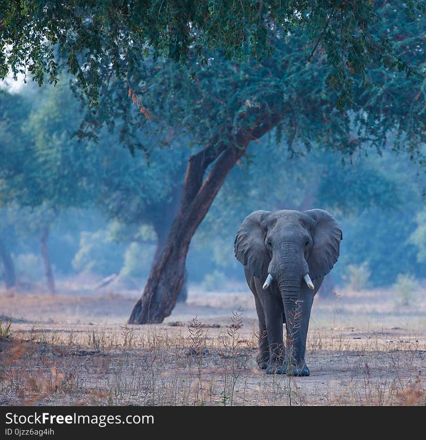 Elephant, Elephants And Mammoths, Wildlife, Indian Elephant