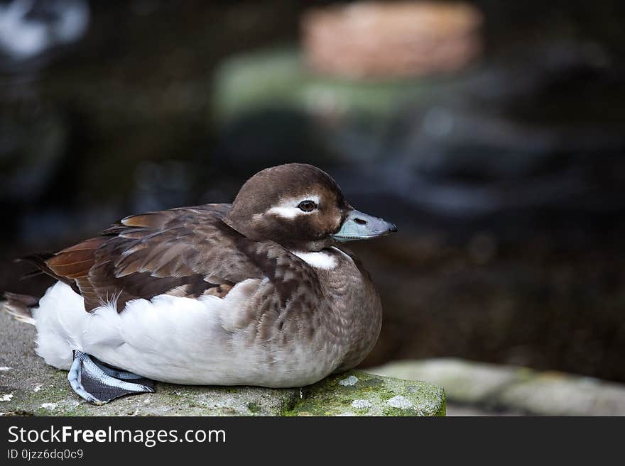 Duck, Bird, Fauna, Water Bird