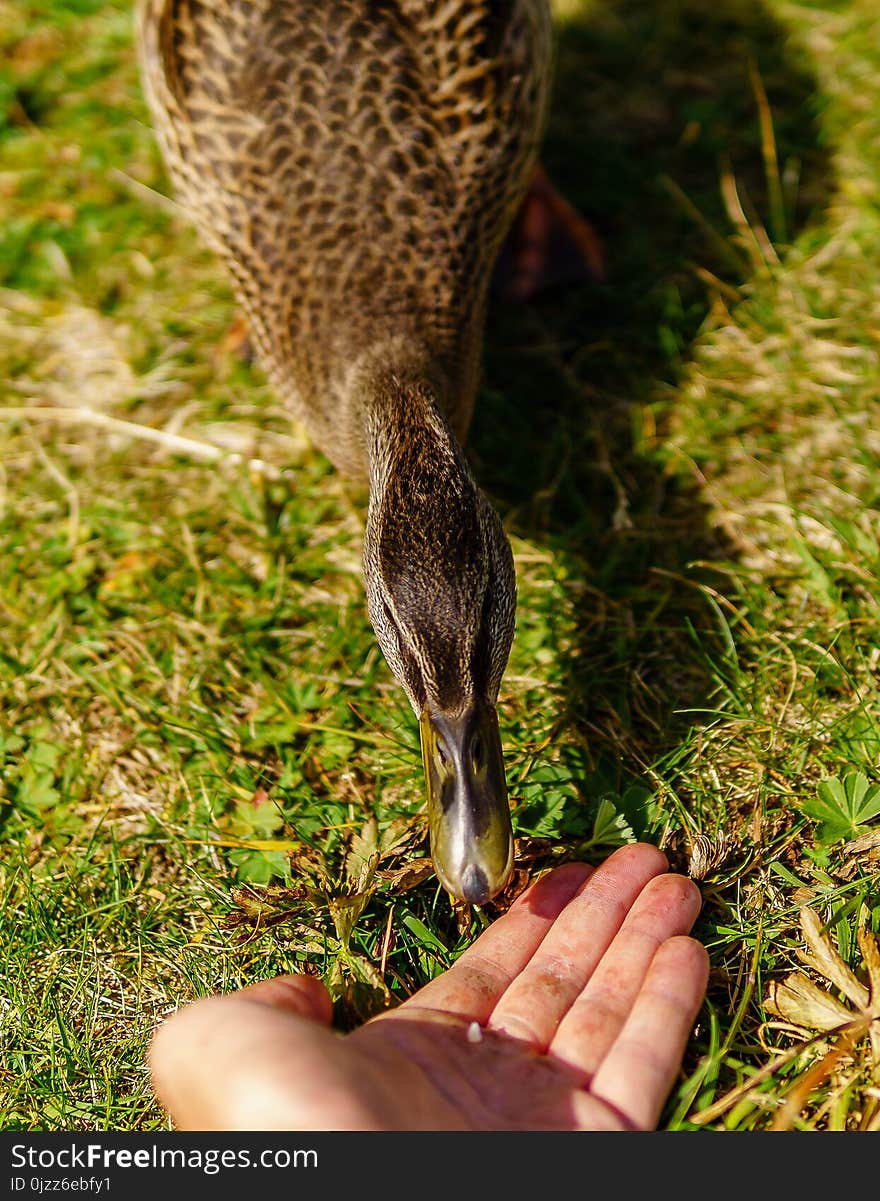 Bird, Fauna, Beak, Grass