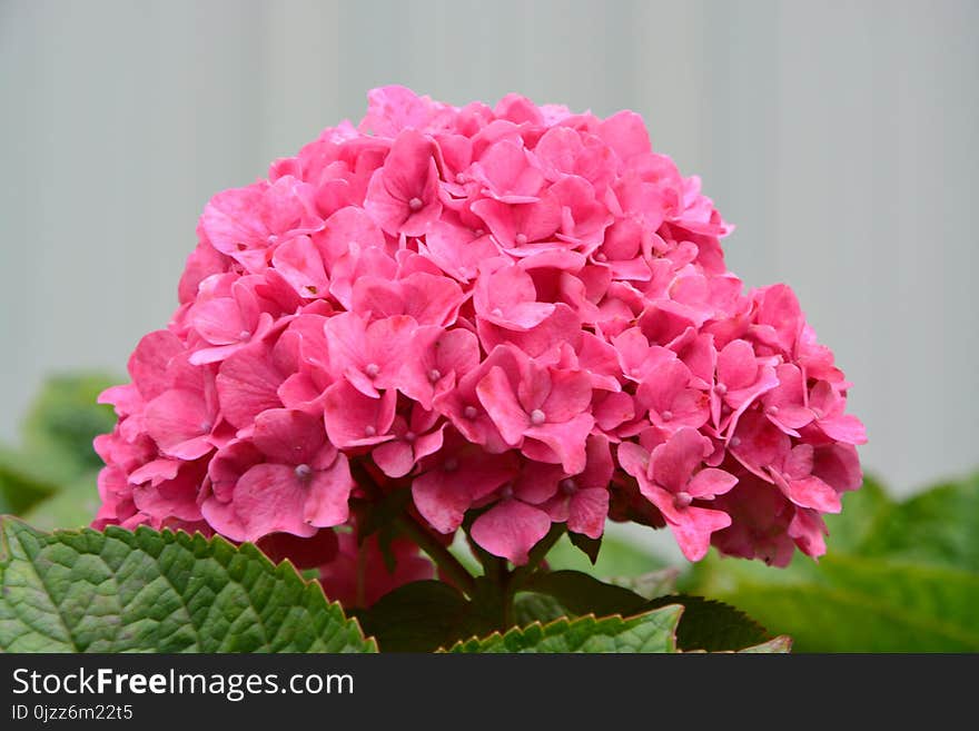 Flower, Plant, Pink, Flowering Plant