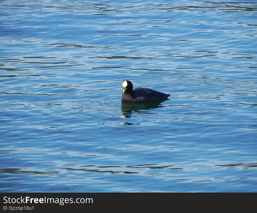 Water, Bird, Fauna, Water Bird