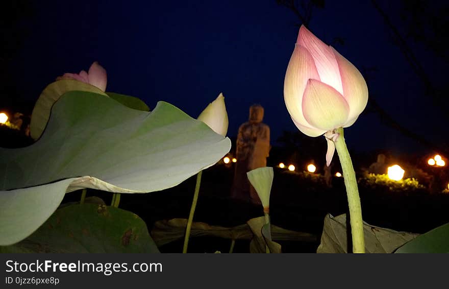 Flower, Plant, Lotus, Sacred Lotus