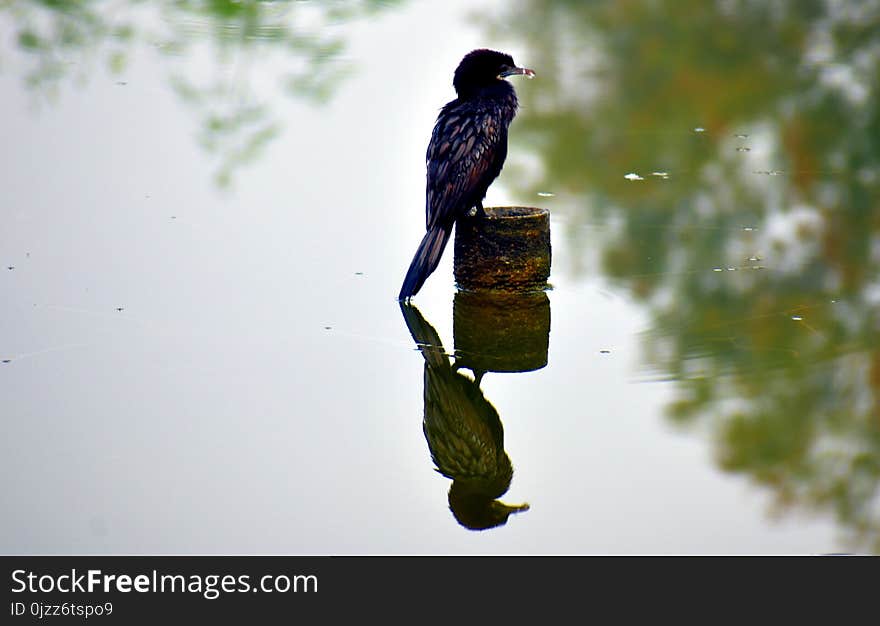 Bird, Fauna, Beak, Tree