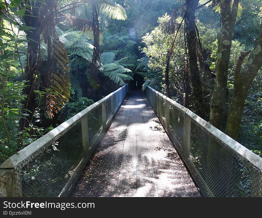 Ferns and trees surround both sides of a wooden walkway through a park in Wellington, New Zealand. Ferns and trees surround both sides of a wooden walkway through a park in Wellington, New Zealand.