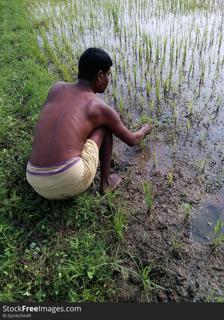 Plant, Grass, Grass Family, Agriculture