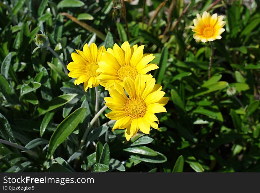 Flower, Yellow, Plant, Flora