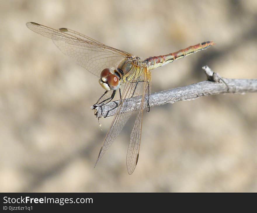 Dragonfly, Insect, Dragonflies And Damseflies, Fauna