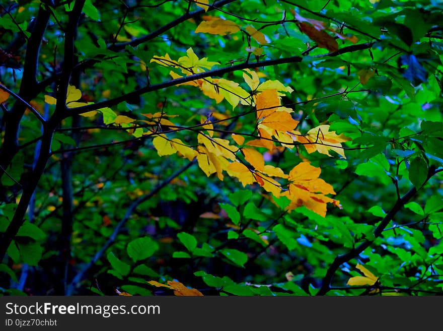 Leaf, Vegetation, Deciduous, Branch