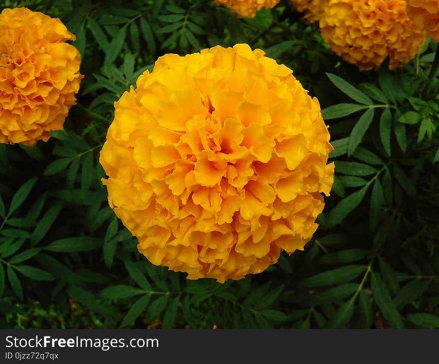 Yellow, Flower, Plant, Annual Plant