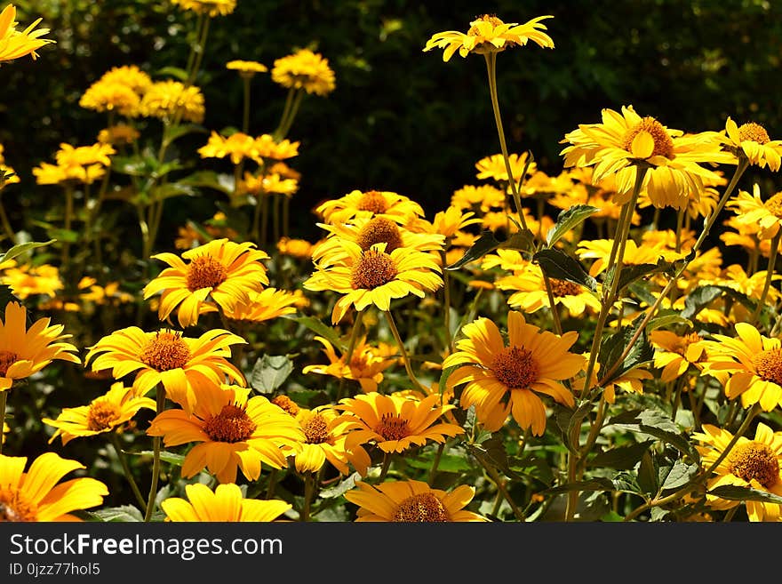 Flower, Yellow, Plant, Spring