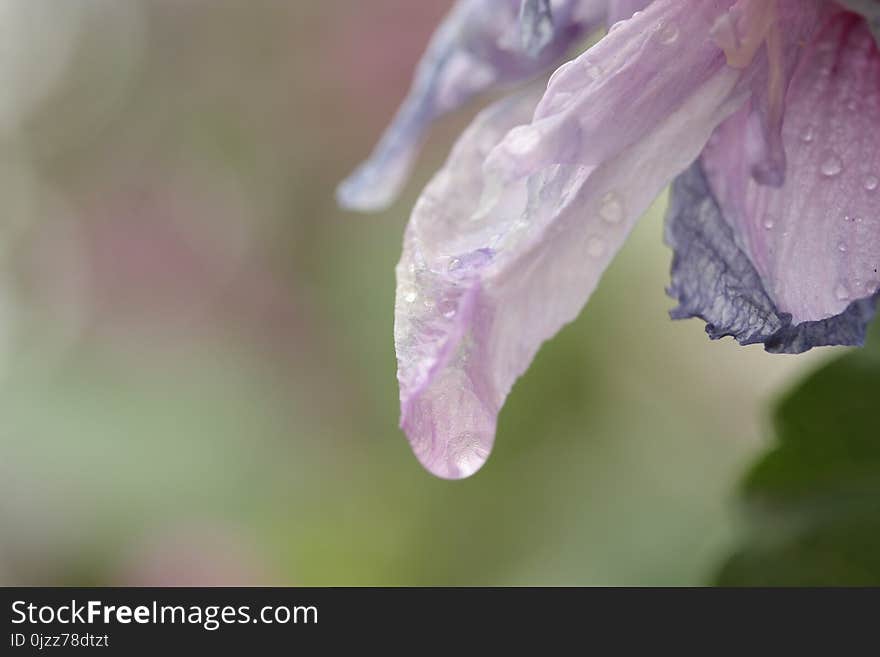 Flower, Purple, Lilac, Petal