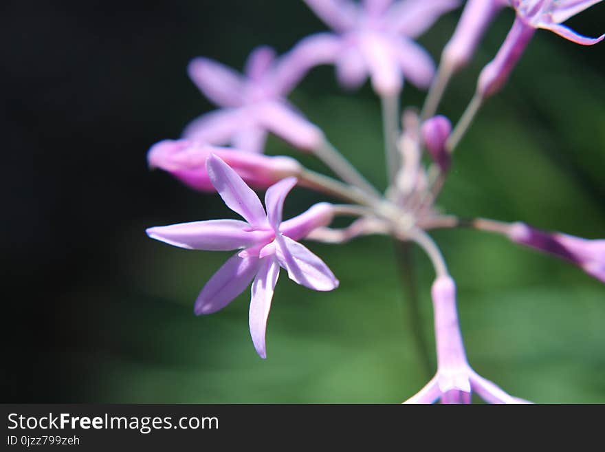 Flower, Plant, Flora, Purple