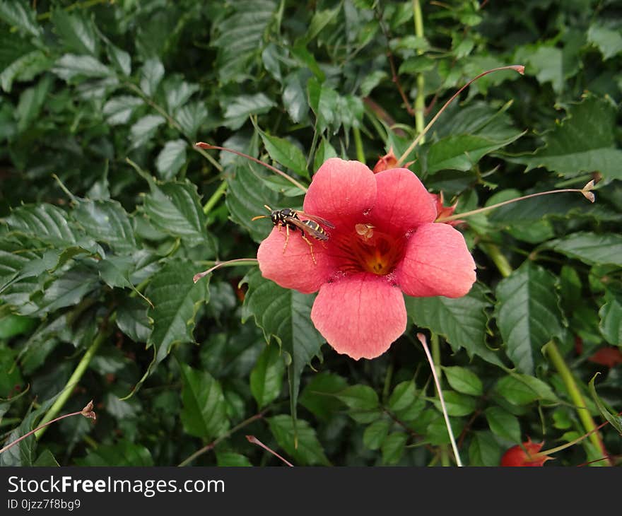 Flower, Plant, Flowering Plant, Vegetation