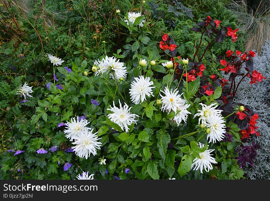 Flower, Plant, Flowering Plant, Flora