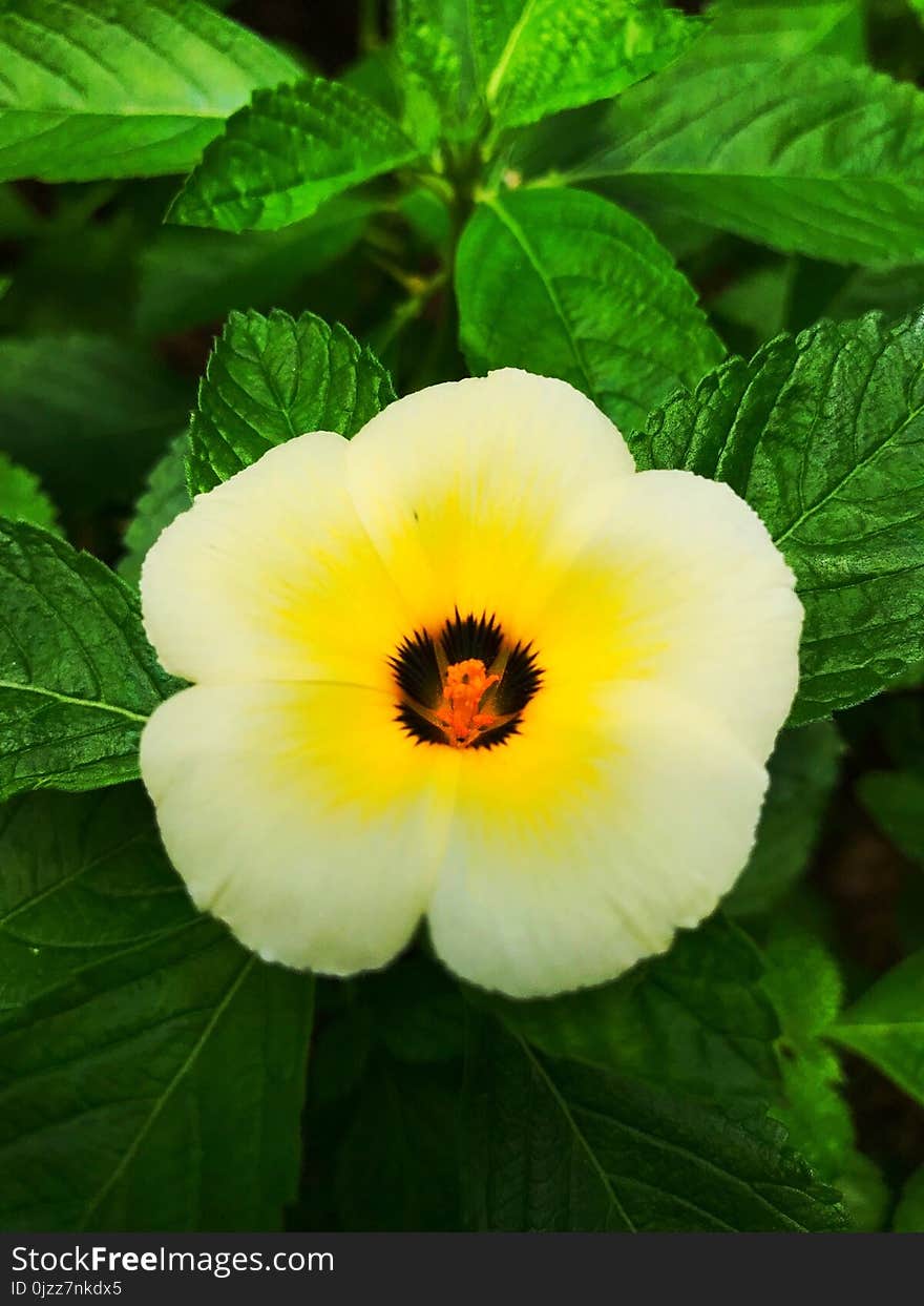 Flower, Yellow, Flora, Plant