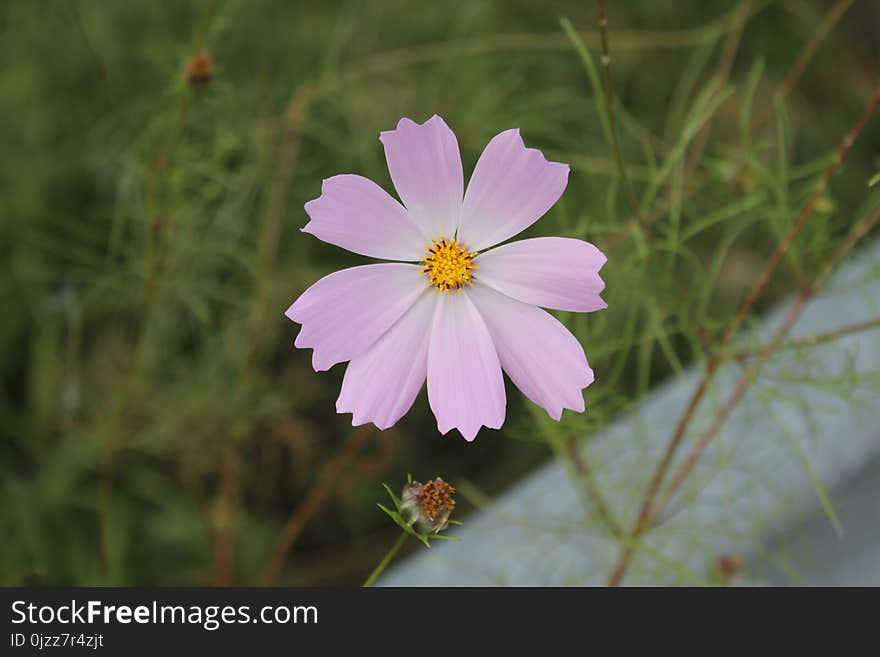 Flower, Flora, Garden Cosmos, Plant