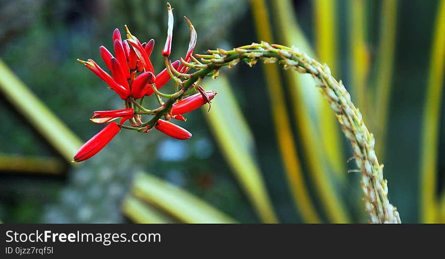 Flora, Plant, Flower, Flowering Plant