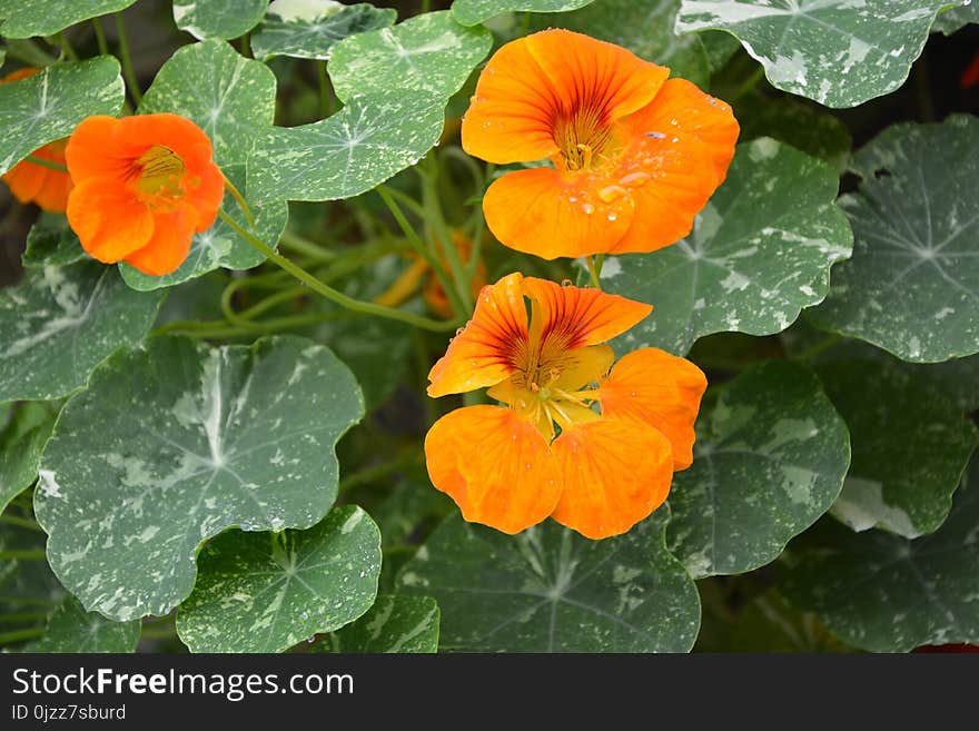 Flower, Plant, Leaf, Annual Plant