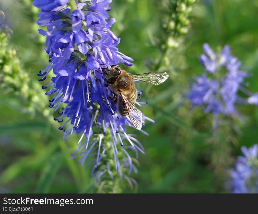 Bee, Honey Bee, Hyssopus, Membrane Winged Insect