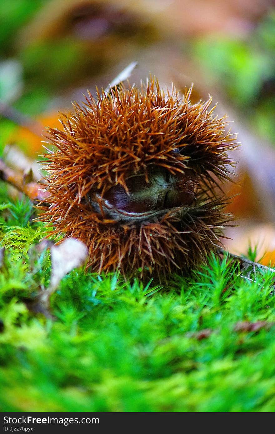 Vegetation, Chestnut, Close Up, Organism