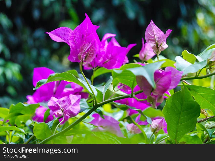 Flower, Plant, Flora, Pink