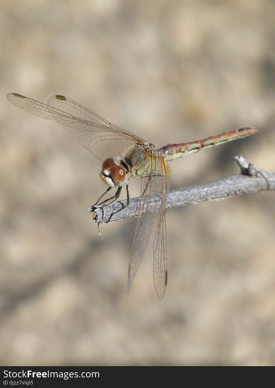 Dragonfly, Insect, Dragonflies And Damseflies, Fauna