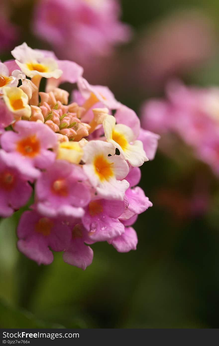 Flower, Pink, Flowering Plant, Lantana Camara