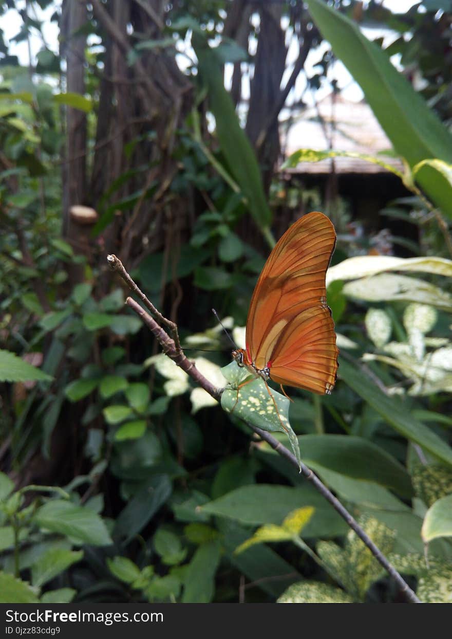 Butterfly, Moths And Butterflies, Insect, Invertebrate